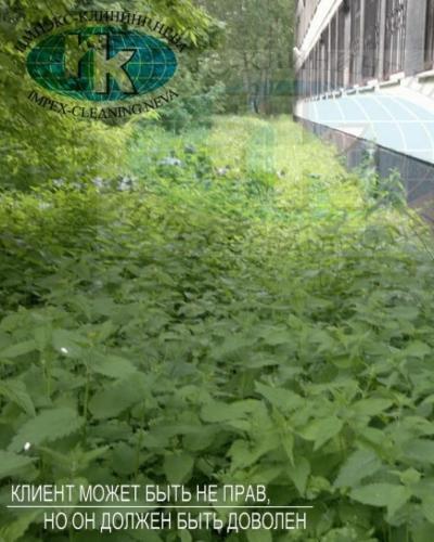 Удаление растительности вокруг школы